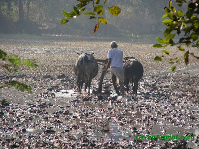 farmer ploughing field karjat